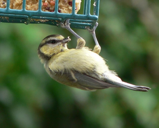 Blue Tit Hanging Around In Chudleigh © Paul Dickson Geograph Britain 