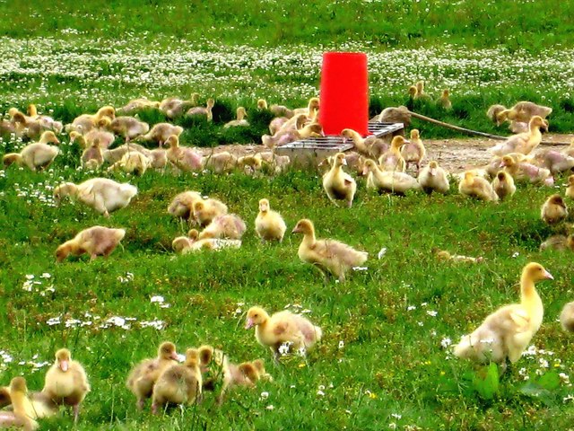 Goose Farming