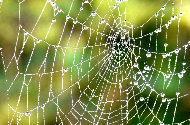 Close up of spider's web