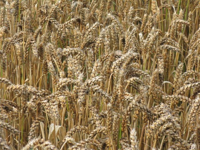 Wheat Cultivar Riband Awaiting Harvest M J Richardson Geograph