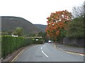 Autumn colour, Croeserw