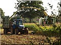 Harvesting maize, Longaller (3)