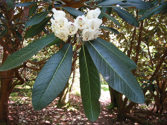 Rhododendron in Crarae Gardens