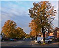 Autumn along Saffron Lane