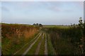 SY7194 : Bridle Path on the Ridgeway near Puddletown by Nigel Mykura