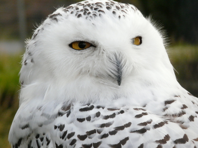 Snowy Owl at Highland Wildlife Park © sylvia duckworth cc-by-sa/2.0 ...