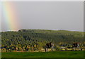 Kiang (wild asses) and rainbow, Highland Wildlife Park