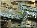 SP8864 : Sunflower on the wall of St Nicholas' church by Jeff Tomlinson