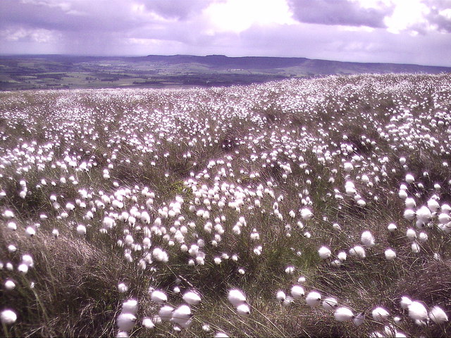 Cotton grass on Hazeltonrig Hill