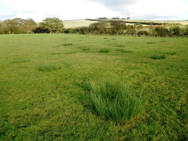 Rough pasture, Dolsdon Farm