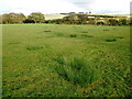 SX2895 : Rough pasture, Dolsdon Farm by Roger Cornfoot