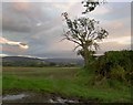 Tree on Butcher Lane