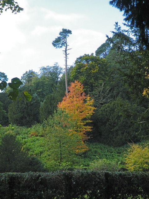 Studley Royal Trees - 1