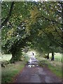 Tree-line avenue south of Beattock