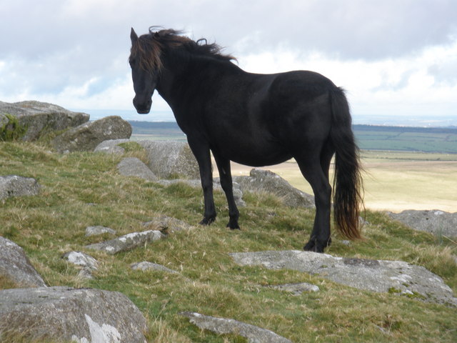 Pony, on Showery Tor