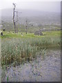 Ruined cottage and lochan