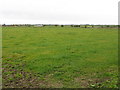 Grassland near Wadborough Farm