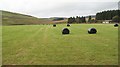 Silage bales, Raeburnside