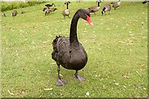 TQ8353 : Black Swan by Richard Croft