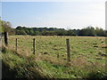 Sheep grazing near Blaxland Farm