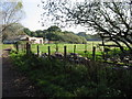 Sheep sheltering from the sun