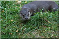 European Otter at the Highland Wildlife Park