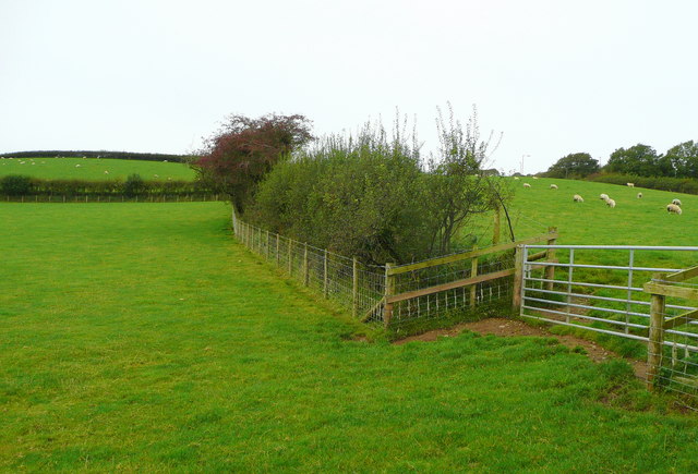 Sheep pasture west of Rogerlay Farm
