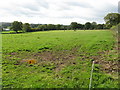 Grazing behind the electric fence