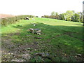 Horses on the footpath to Ganderland