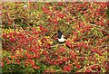 Magpie in berry heaven