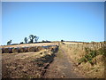 Footpath to Duns Law and the Covenanters