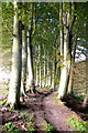 Woodland Walk on the Banks of the River North Esk near Edzell