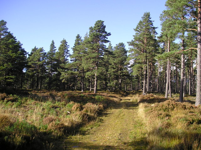 Scots pine in Upper Tomvaich Woods
