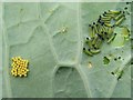 TQ3331 : Caterpillars and eggs of Large White butterfly by Andy Potter