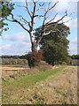 Footpath past dead tree