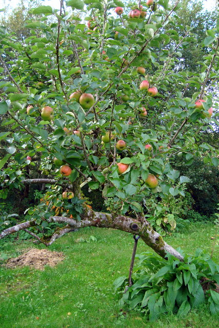Apple tree: Drumgorman