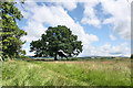 Oak Tree Beside River Wyre