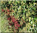 Red and green berries, Bishopstone