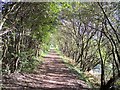 Woolston New Cut canal towpath