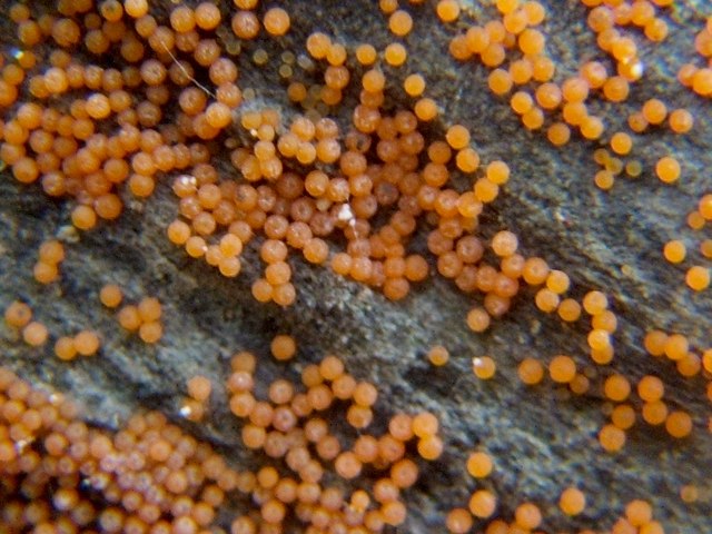 A fungus - Nectria peziza
