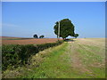 Field boundary near Foy