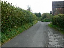 SU0972 : Mill Lane, Winterbourne Monkton by Brian Robert Marshall