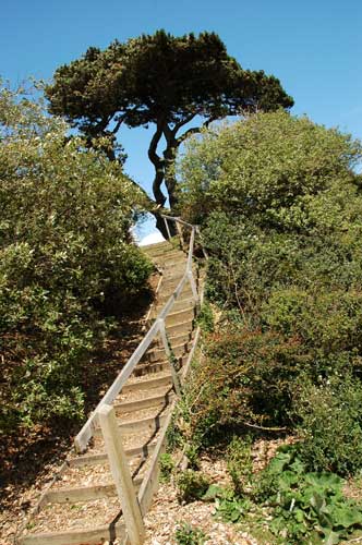 Wooden steps at Lepe Country Park