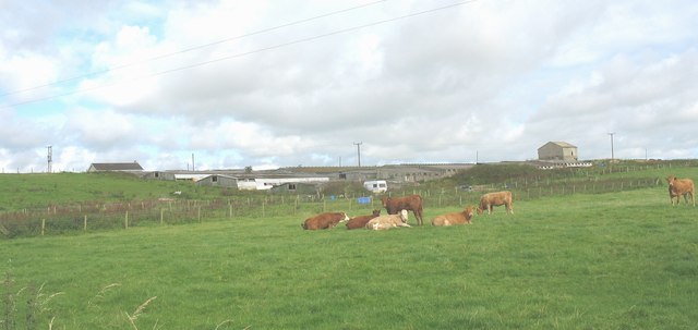 Cattle on the side of Brynclaf hill with the buildings of the former Bodwina Pig Farm in the background