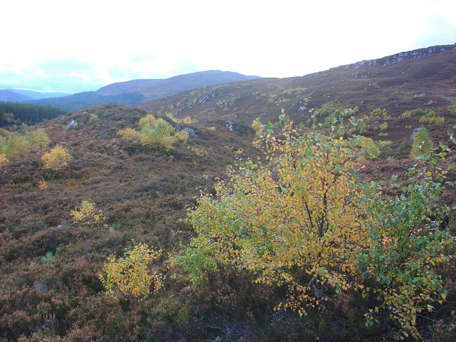 Birch Trees and Heather