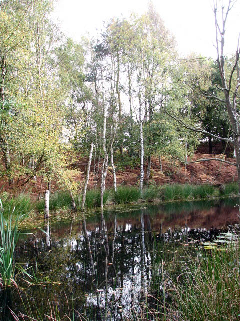 Birches and rushes growing by the pond's edge