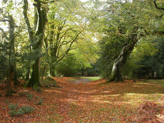 New Forest Path, James's Hill