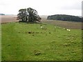 NY8170 : Copse on Hadrian's Wall National Trail by Oliver Dixon