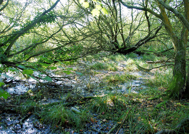 Wet Woodland, Winnall Moors © Pierre Terre cc-by-sa/2.0 :: Geograph ...