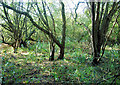 Wet Woodland, Winnall Moors